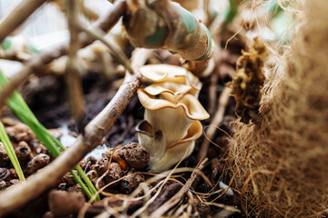 oyster mushroom in flowerpot