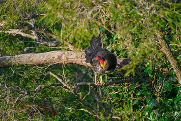 Australin brushturkey sitting up high on tree branch