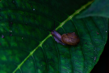 A small snail crawling on a large green leaf in a natural setting.