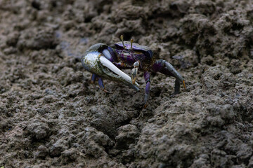 A (Uca Tangeri) Fiddler Crab with a large claw on muddy terrain.