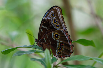Close-up of a brown Morpho butterfly (Morpho peleides) butterfly with eye-like patterns on its wings, perched on a green leaf.