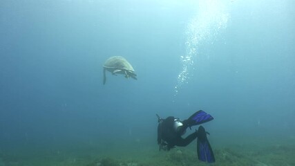 A diver explores the deep blue in the Red Sea, as a majestic Hawksbill Turtle swims gracefully by, during the bright sunlit hours of the day.