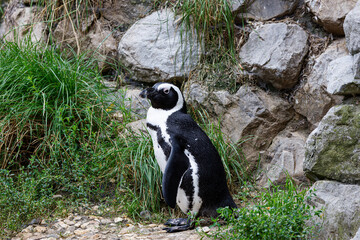 A solitary Black footed penguin (spheniscus demersus) standing near a rocky wall, surrounded by...