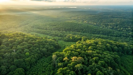 Golden hour aerial view of lush green forest canopy with sun rays