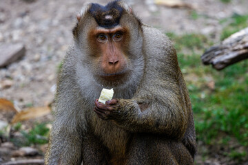 A Southern pig-tailed macaque (Macaca Nemestrina) sitting on the ground holding a piece of food.