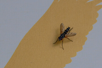 Close-up of a housefly on a textured yellow and gray surface.