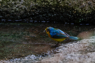 A colorful bird orange brested bunting with blue and yellow feathers stands by a water edge.