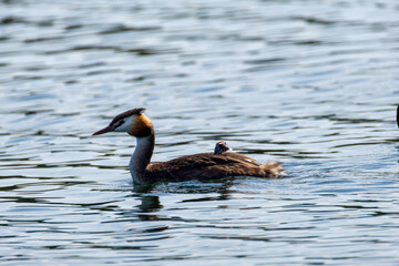 A great crested grebe (Podiceps Cristatus) swimming with a baby chick in her feathers on a lake.
