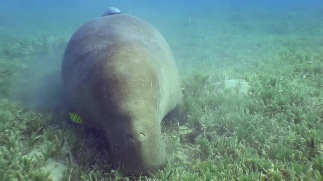 Observe a dugong feeding on seagrass in the Red Sea. Golden Trevally fish swim around, adding to the lively underwater ecosystem. Beautiful marine life on full display.