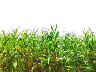 A field of corn isolated on transparent background for graphic design.