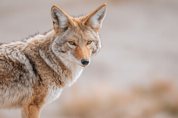 Fototapeta premium create ultrabright portraits of top animals each against clean minimalist background