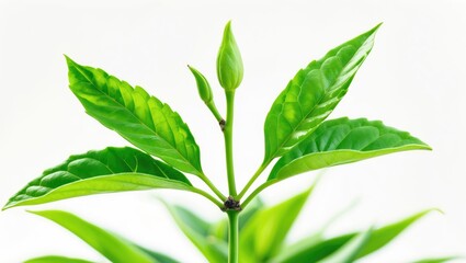 Young green plant sprout with fresh leaves. Nature and growth concept. Vegetation and plant life. The concept of agriculture and sustainability.