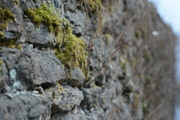 Close-up of an old stone wall with vibrant green moss and small plants growing from the cracks. The shallow depth of field adds a natural, artistic feel.