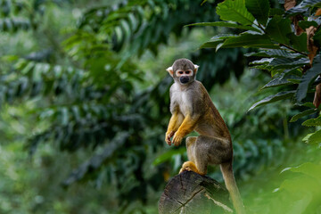 A Peruvian Squirrel monkey (Saimiri Boliviensis Peruviensis) perched on a tree stump in a lush green forest. © Michael