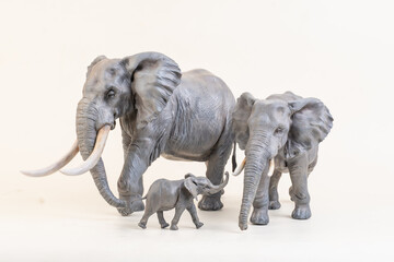 African elephant on isolated background