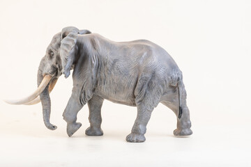 Obraz premium African elephant on isolated background