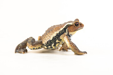 Fototapeta premium frog on isolated background