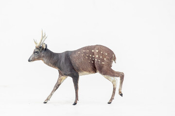 deer animal on isolated background