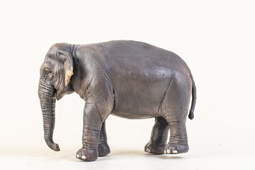 Fototapeta premium asian elephant on isolated background