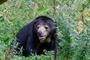 Sun bear (Helarctos Malayanus) sitting among green foliage, with a calm expression, surrounded by...