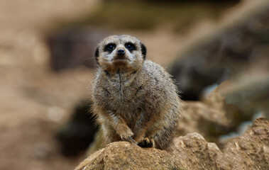 Meerkat Standing Upright on Rocky Surface
