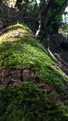 A piece of wood in the forest that is covered in moss