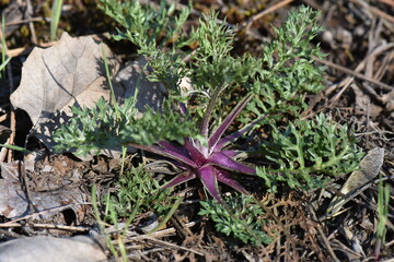 Purple flower on the ground with dry leaves in early spring.