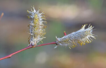 Pussy-willow catkins bloom in spring. Shallow depth of field