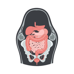 Human Internal Organs in Anatomical View with Pink Color Palette on White Background in Medical Illustration