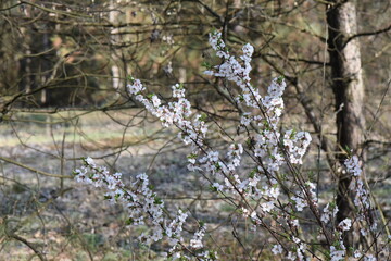 cherry blossom in spring, macro photo with shallow depth of field