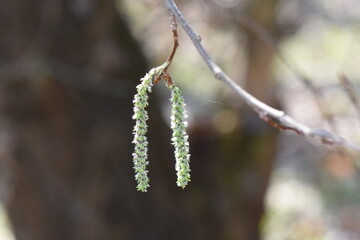 Close up of the first spring buds on a birch tree