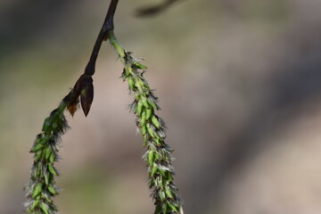 Close up of the first spring buds on a birch tree