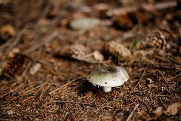 Russula mushroom with copy space among pine cones in forest.