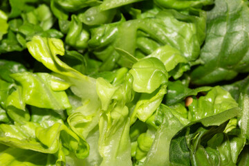 Close up of sliced chopped baby gem green lettuce