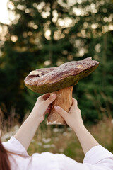 Large wild porcini boletus mushroom in woman hands in nature.