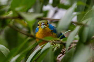 A colorful bird Orange-breasted bunting (Passerina leclancherii) peeking through green leaves in a natural setting.
