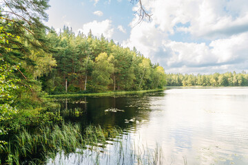 Tranquil Swedish Lake – Peaceful Nature Landscape