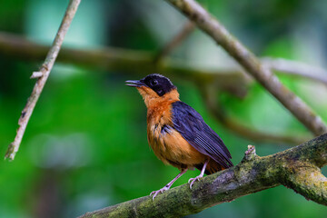 A small bird with orange and black plumage perched on a branch in a lush green forest. Chestnut-backed (Geokichla dohertyi)