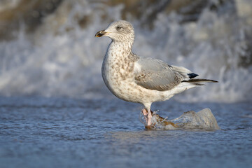 Herring Gull juvenile walking on a stormy beach