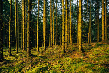 Evening Mood in the Forest