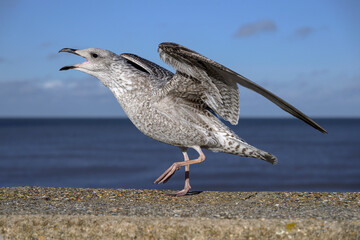 Herring Gull juvenile showing aggression