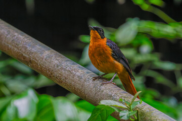 A vibrant Chestnut-backed (Geokichla dohertyi) orange bird perched on a branch in a lush green forest.