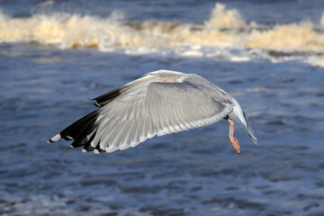 Adult winter plumage Herring Gull in flight