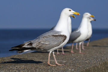 Herring Gull group on sea wall