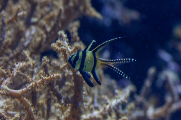 Close-up of a Banggai cardinalfish swimming near coral.