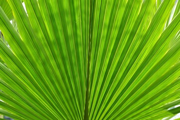 palm leaf background