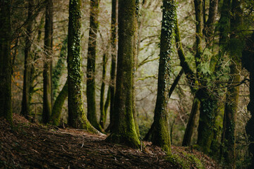 Forest landscape, tall trees, moss-covered trunks, woodland scene, natural environment, green forest background, wilderness concept