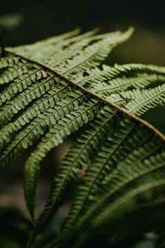 Fern leaf close-up, green foliage, natural texture, tropical plant detail, lush greenery background, ecology and nature concept