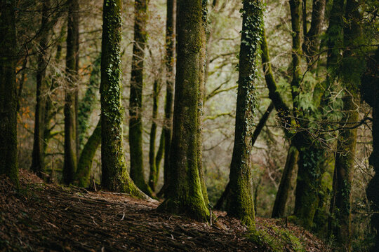 Forest landscape, tall trees, moss-covered trunks, woodland scene, natural environment, green forest background, wilderness concept