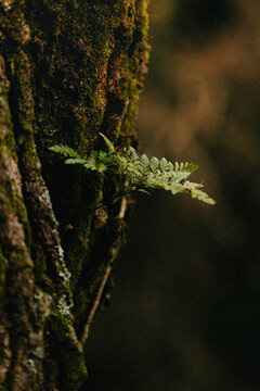 Fern leaf close-up, green foliage, natural texture, tropical plant detail, lush greenery background, ecology and nature concept
